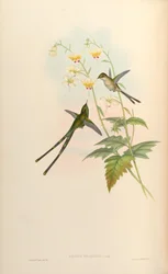 Lesbia gracilis